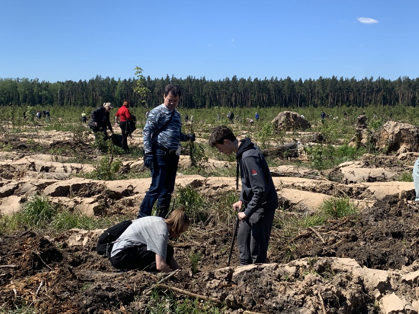 акция, экоакция, экологическая акция, лес будущего, саженцы, сосна, сосны,