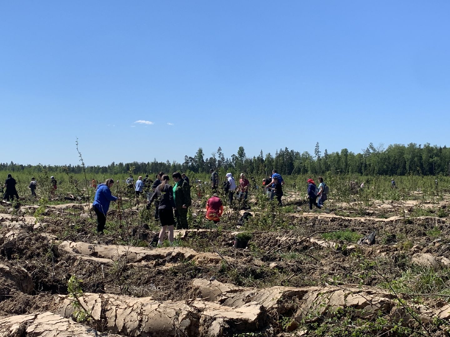 акция, экоакция, экологическая акция, лес будущего, саженцы, сосна, сосны,