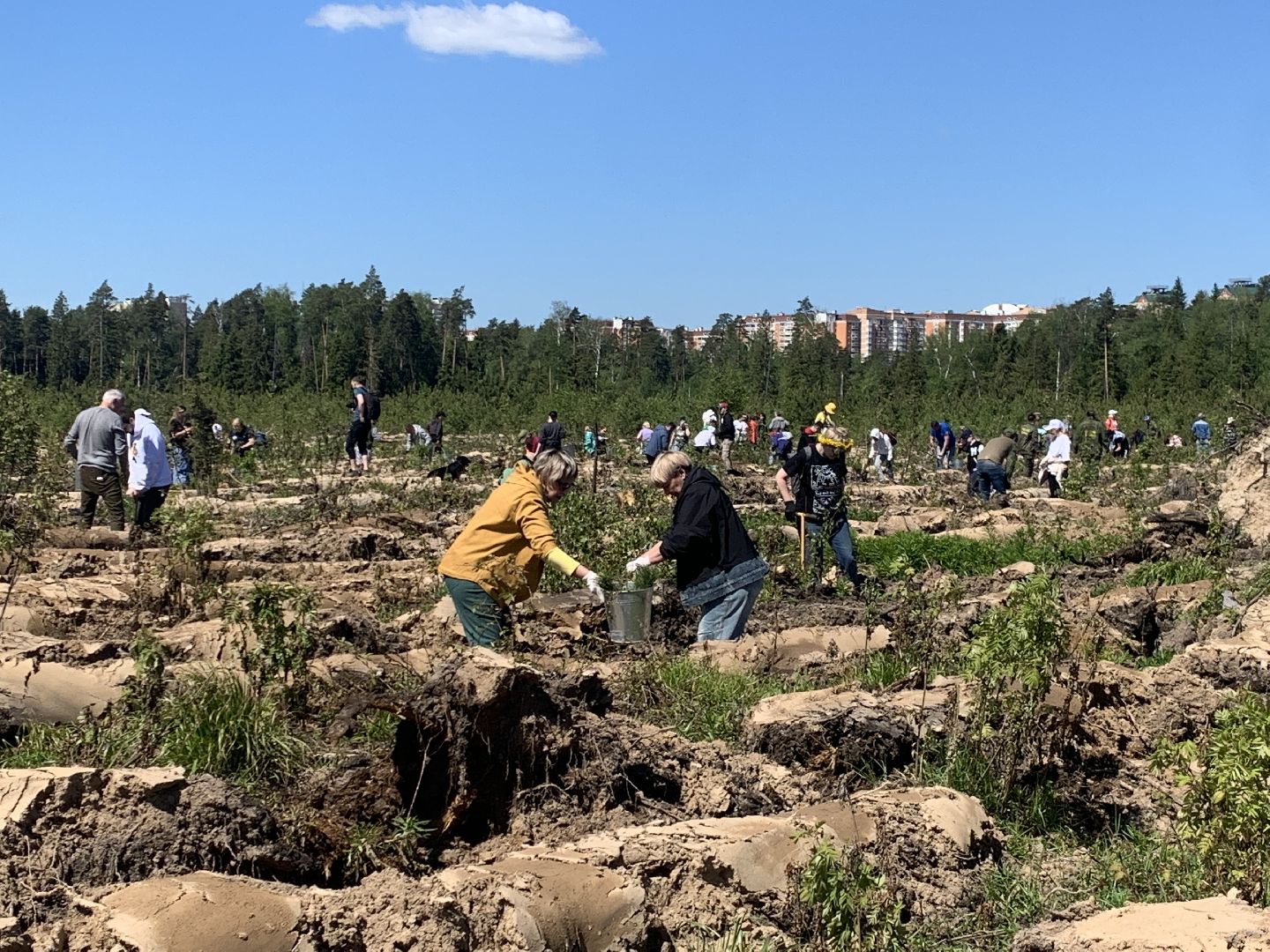 акция, экоакция, экологическая акция, лес будущего, саженцы, сосна, сосны,