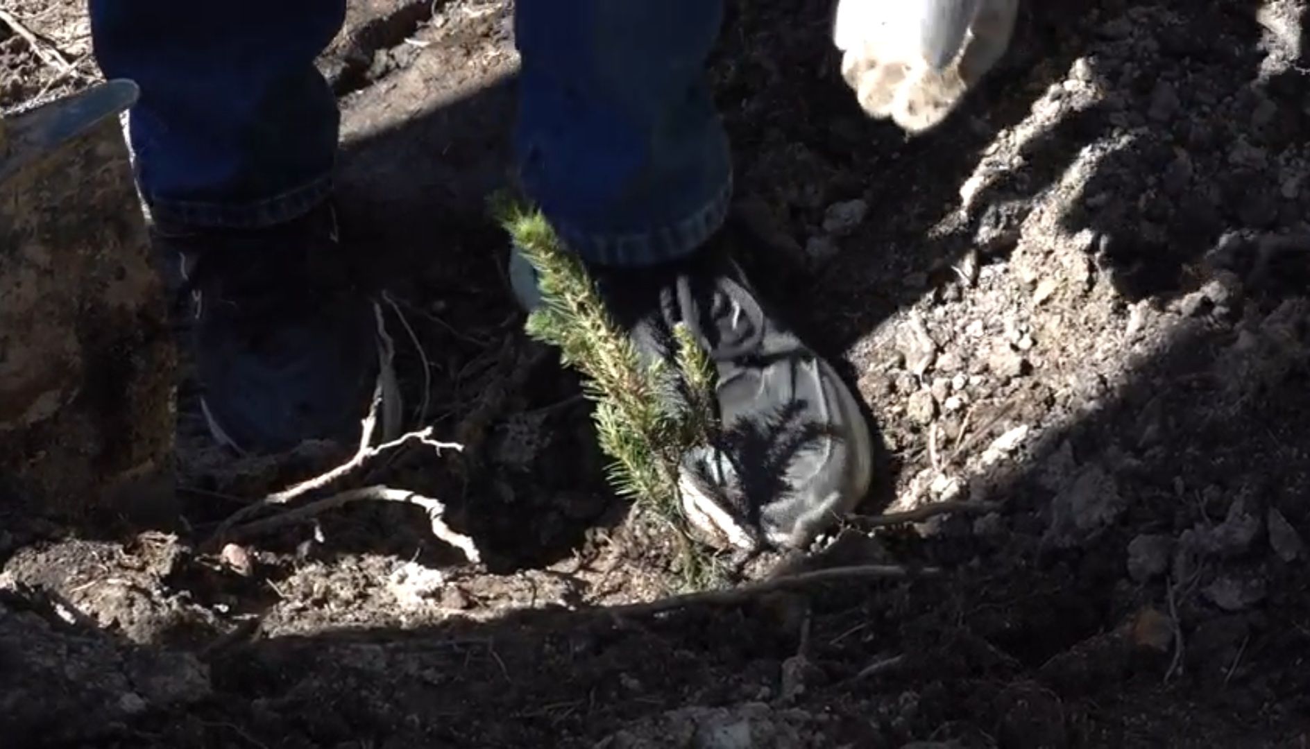 высадка деревьев, экологическая акция,