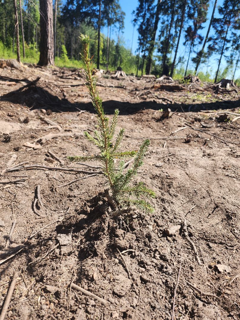 высадка деревьев, экологическая акция,