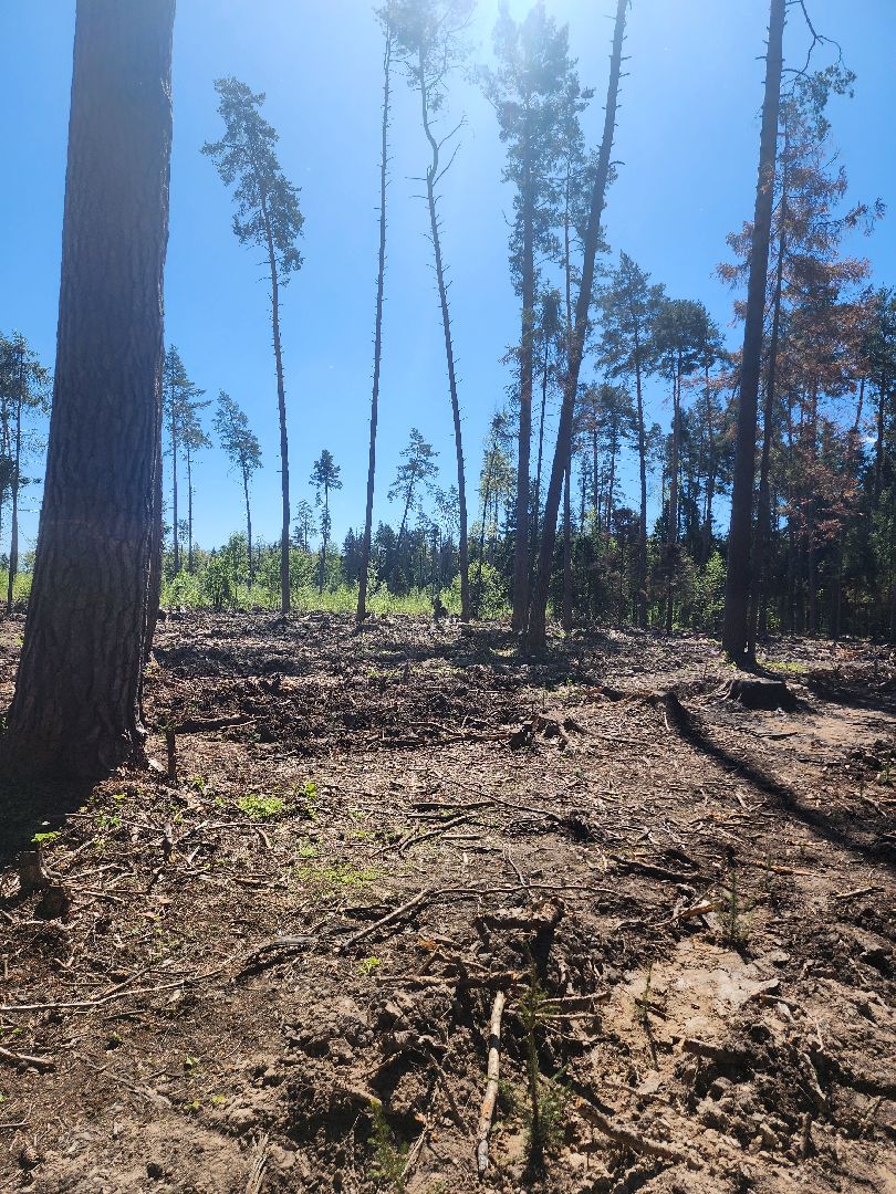 экологическая акция, высадка деревьев,