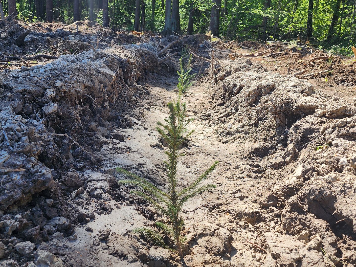 экологическая акция, высадка деревьев,