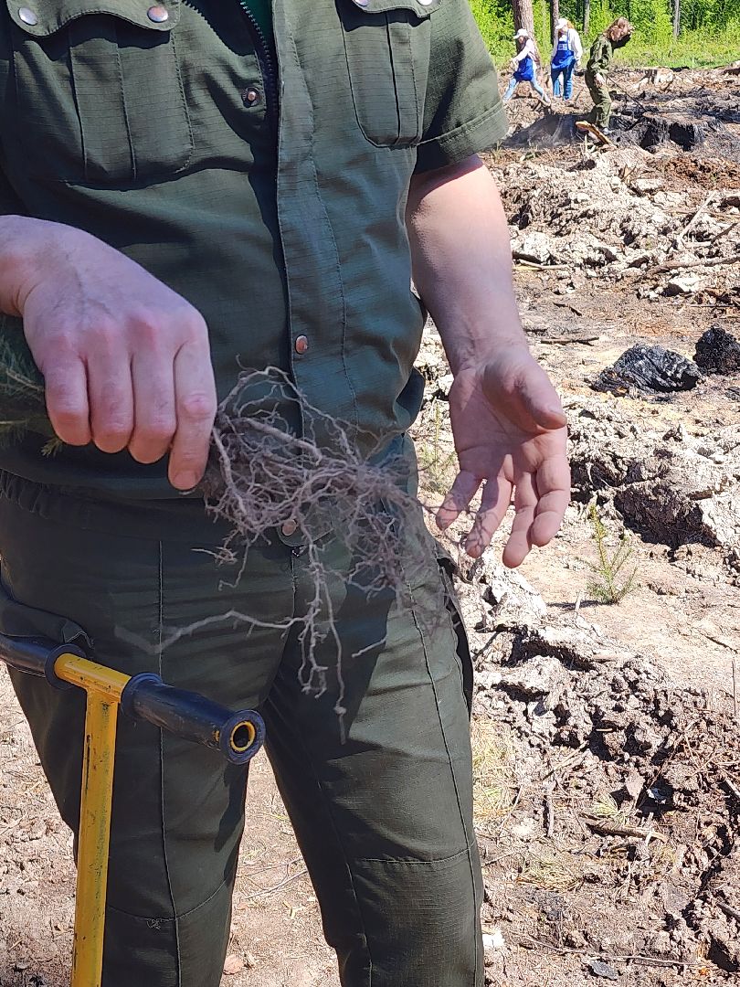 экологическая акция, высадка деревьев,