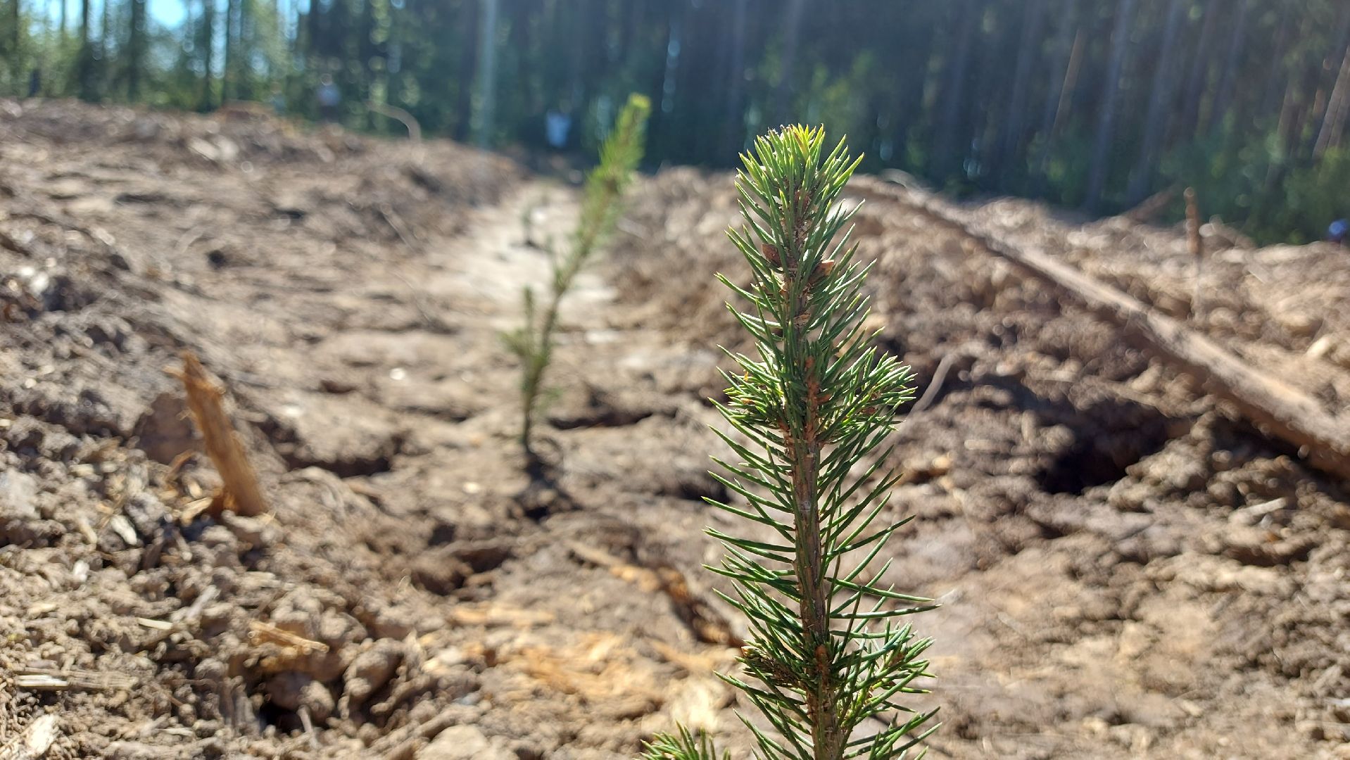 лес будущего, акции, экологическая акция,