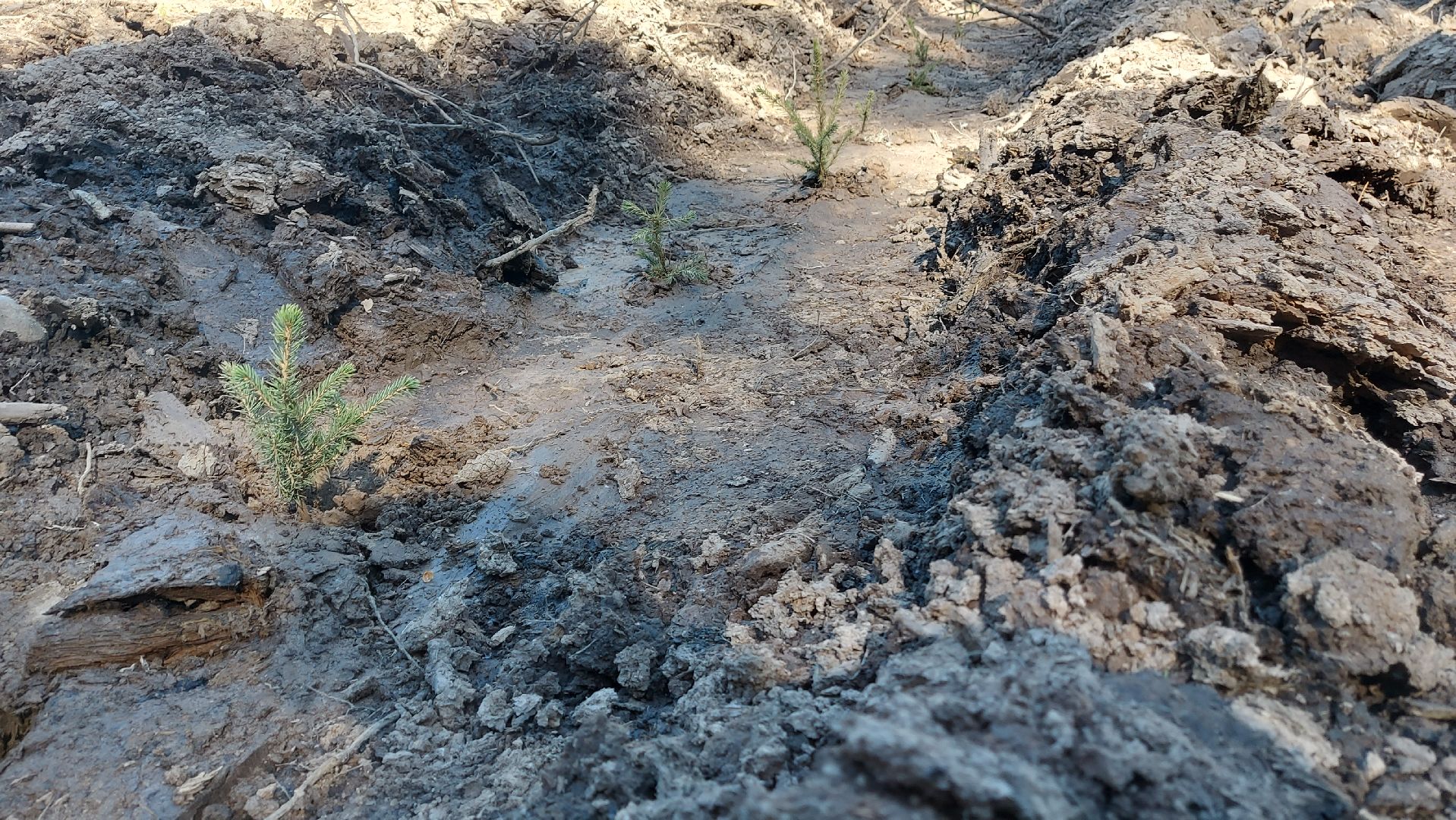 лес будущего, акции, экологическая акция,