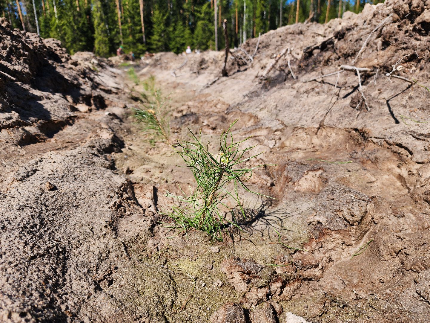 шатура, Мособллес, сад памяти, международная акция Лес Будущего, высадка деревьев, россия 1, вести москва, вести подмосковье,