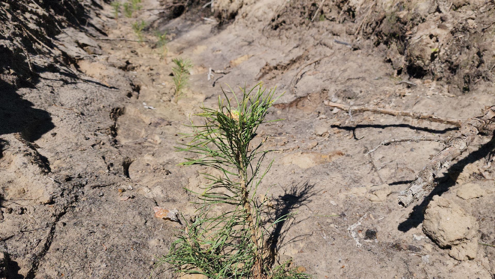 шатура, Мособллес, сад памяти, международная акция Лес Будущего, высадка деревьев, россия 1, вести москва, вести подмосковье,