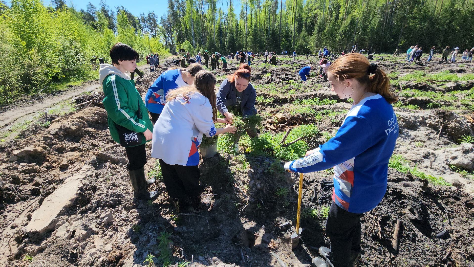 шатура, Мособллес, сад памяти, международная акция Лес Будущего, высадка деревьев, россия 1, вести москва, вести подмосковье,