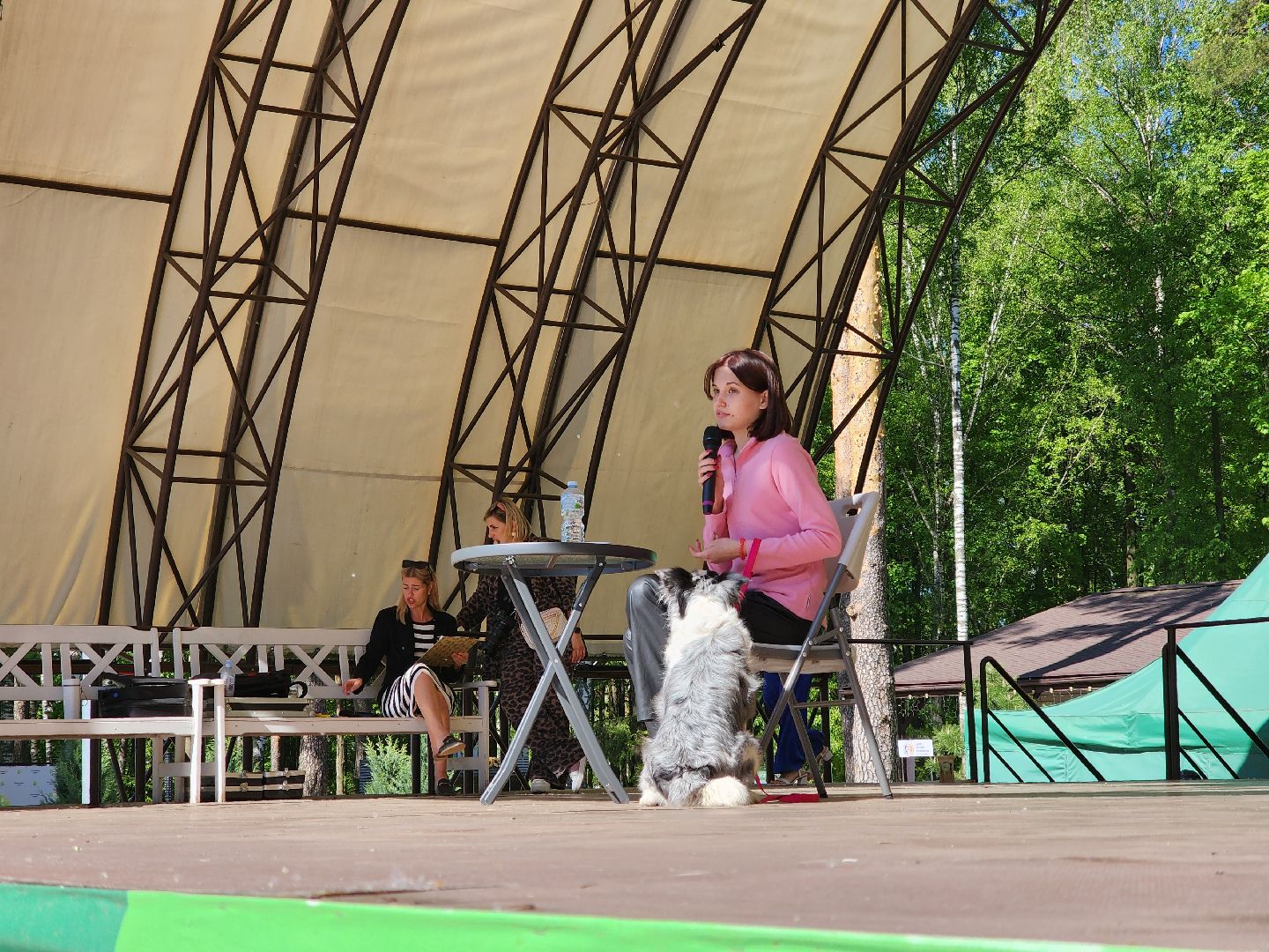 ногинск, фестиваль домашних животных, питомцы, фонд, благотворительность, кошки, собаки,