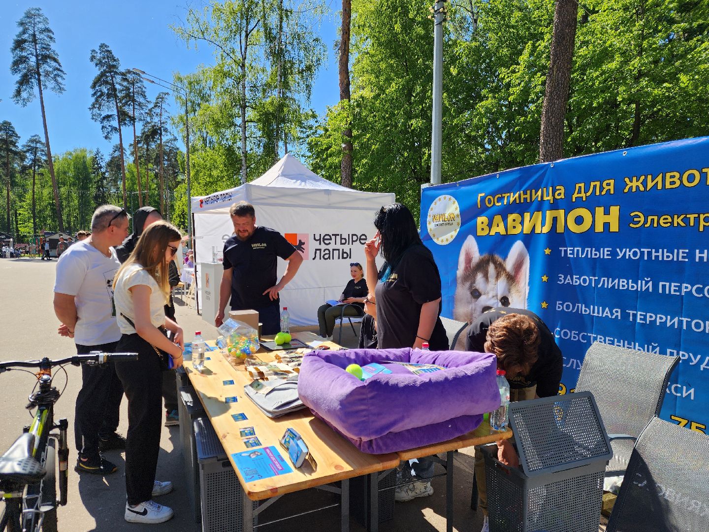 ногинск, фестиваль домашних животных, питомцы, фонд, благотворительность, кошки, собаки,