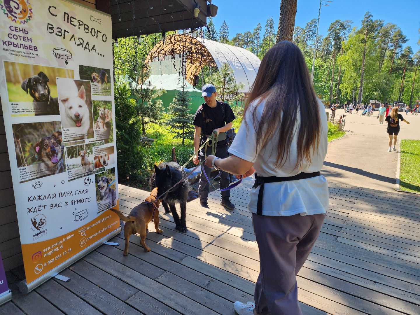 ногинск, фестиваль домашних животных, питомцы, фонд, благотворительность, кошки, собаки,