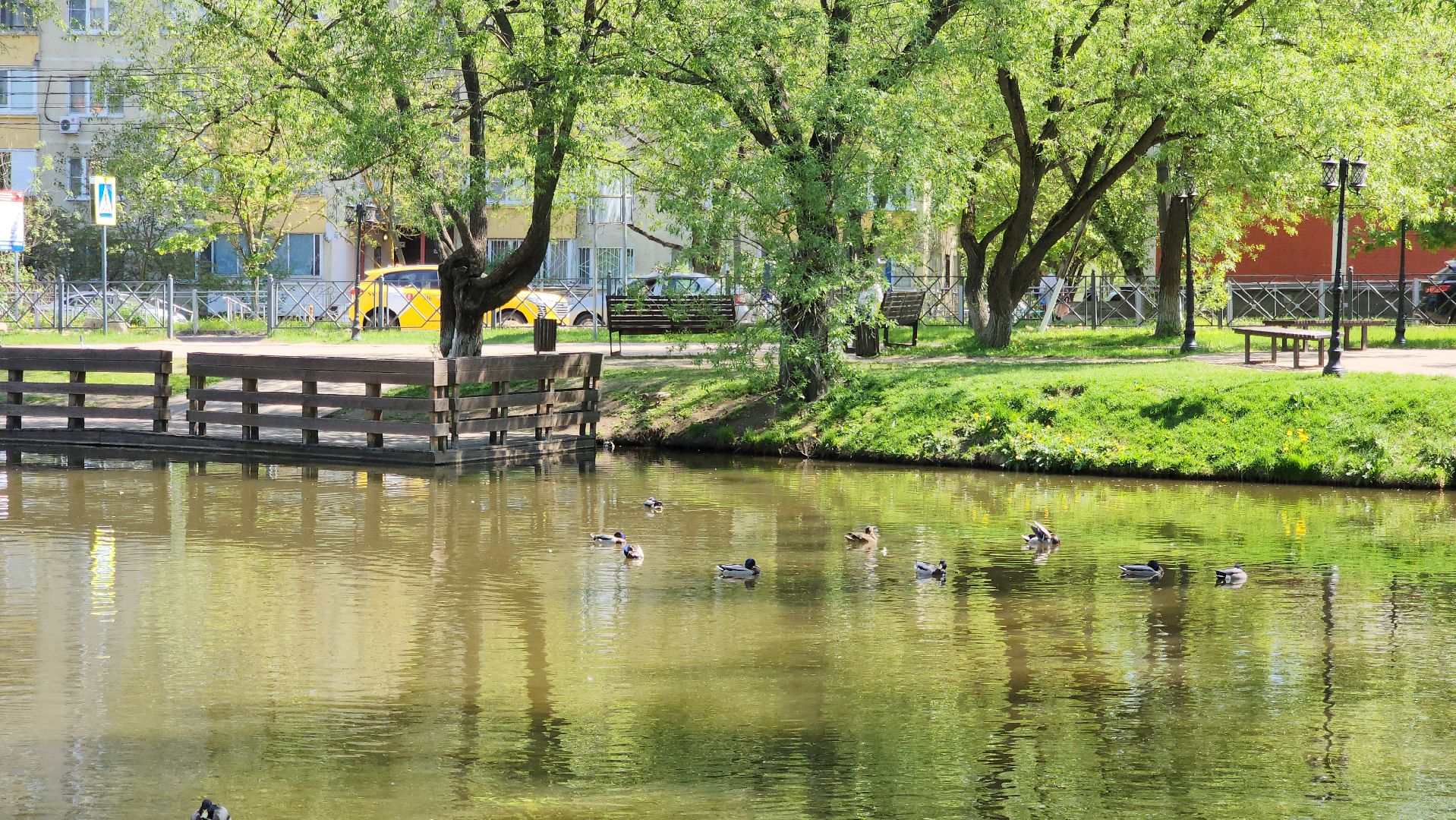 красногорск, пруд, утки,экология,