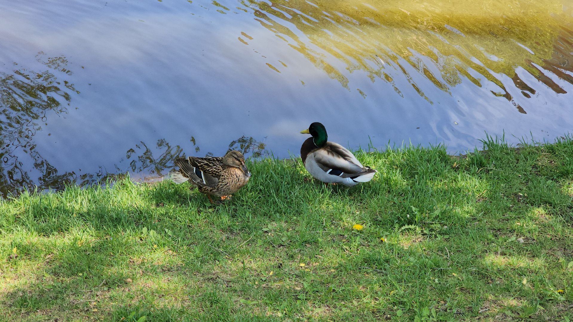 красногорск, пруд, утки,экология,