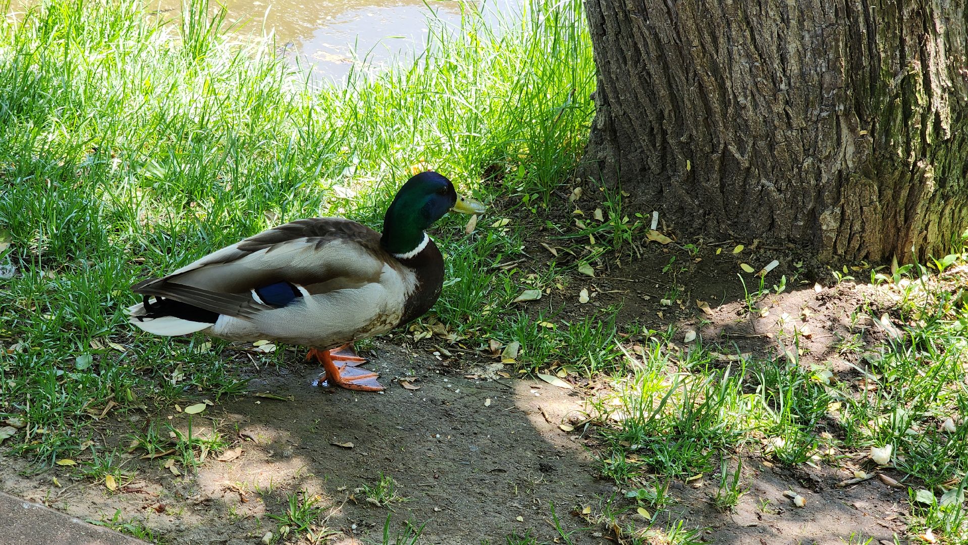красногорск, пруд, утки,экология,