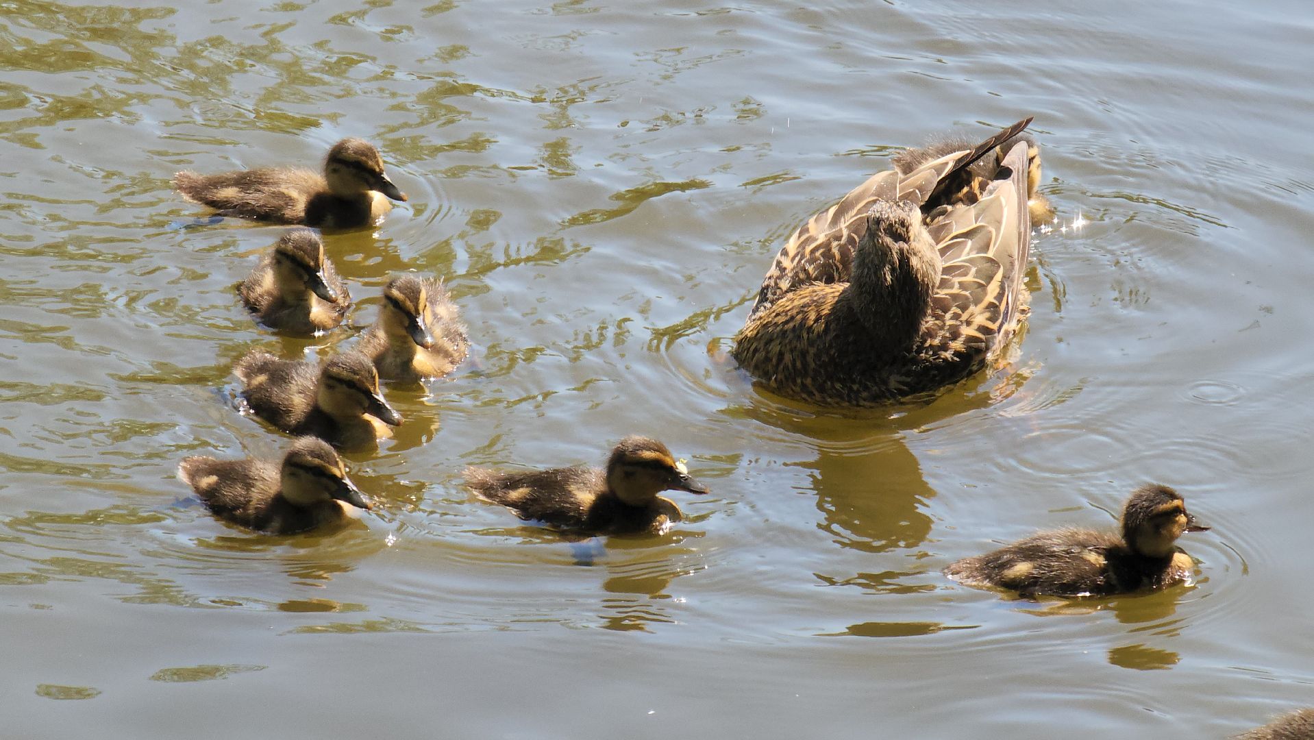 красногорск, пруд, утки,экология,