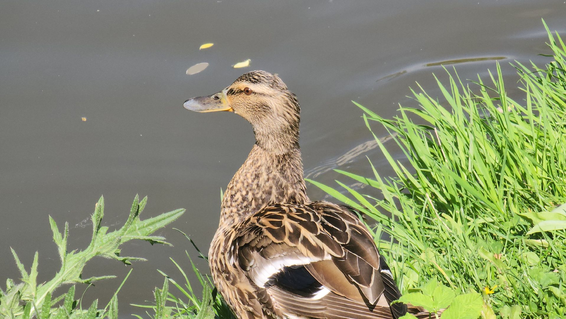 красногорск, пруд, утки,экология,