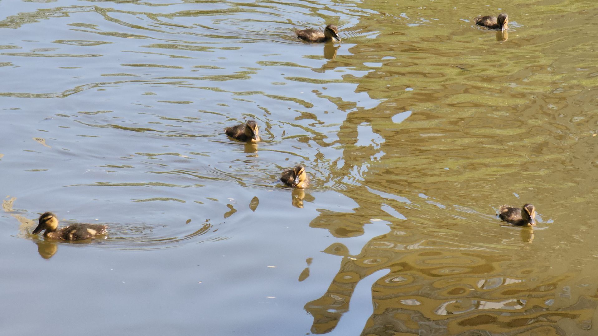 красногорск, пруд, утки,экология,