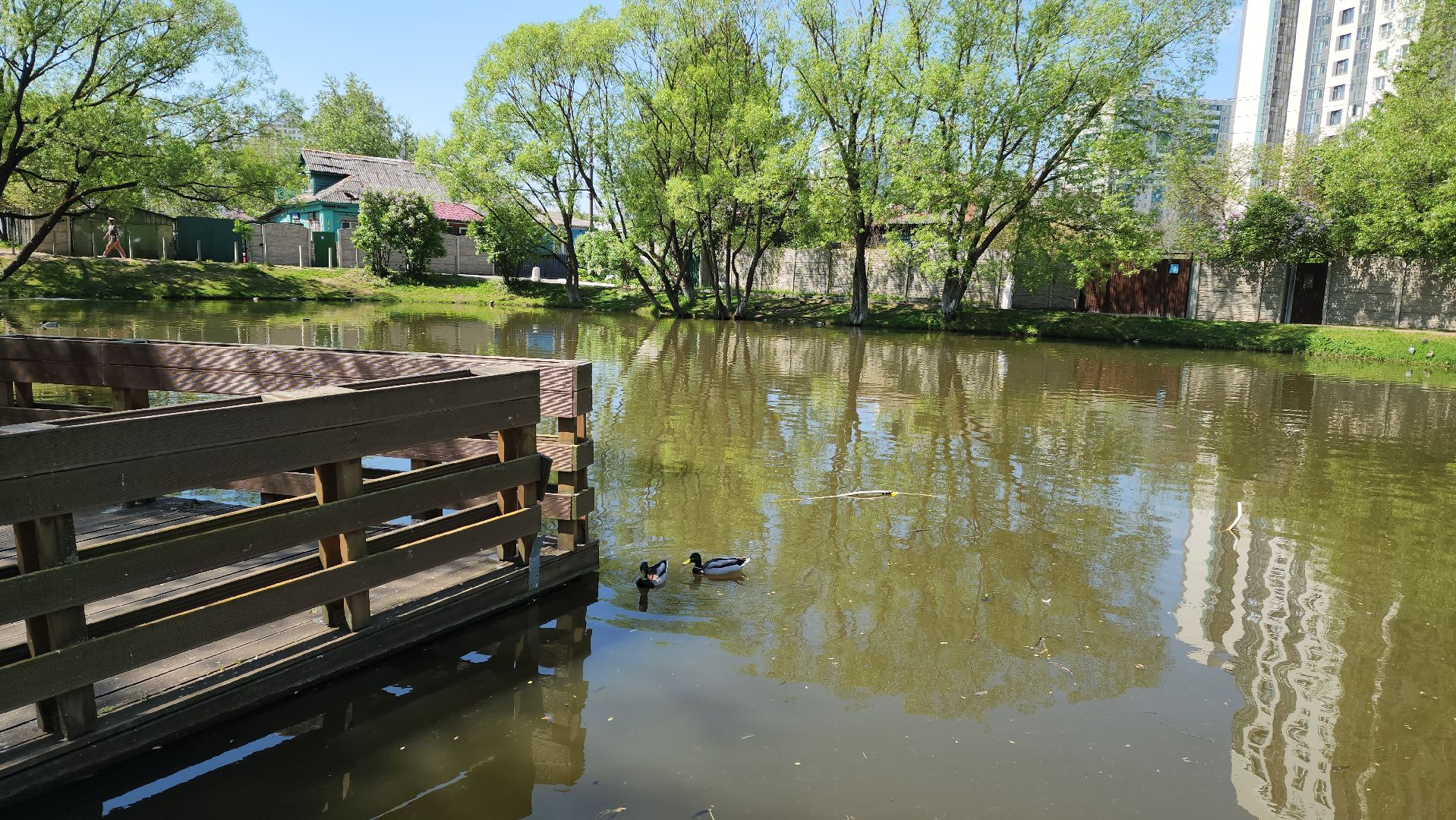 красногорск, пруд, утки,экология,