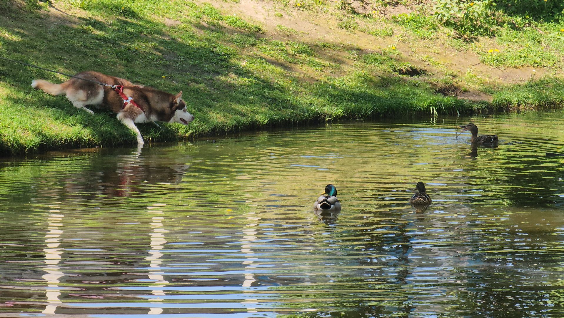 красногорск, пруд, утки,экология,