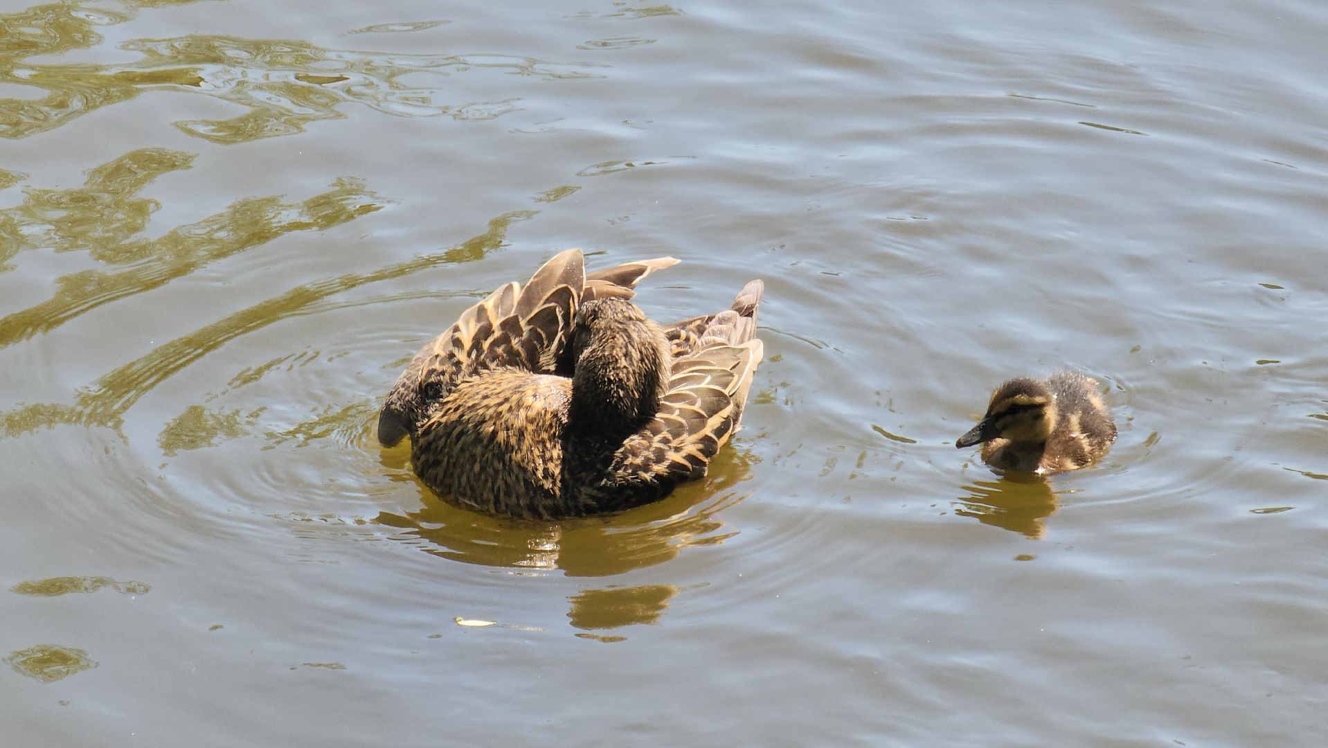 красногорск, пруд, утки,экология,