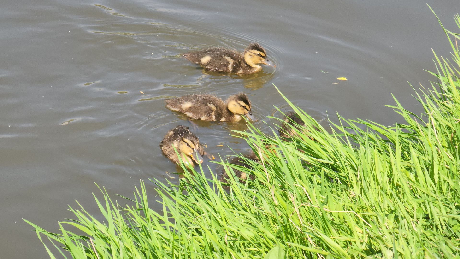 красногорск, пруд, утки,экология,