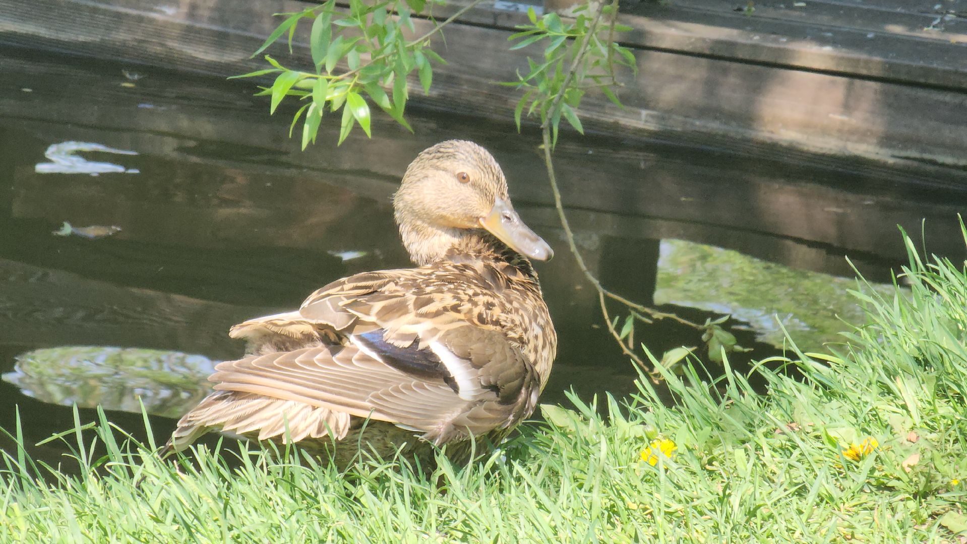 красногорск, пруд, утки,экология,