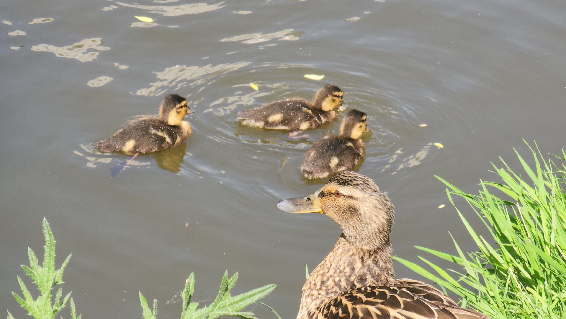 красногорск, пруд, утки,экология,
