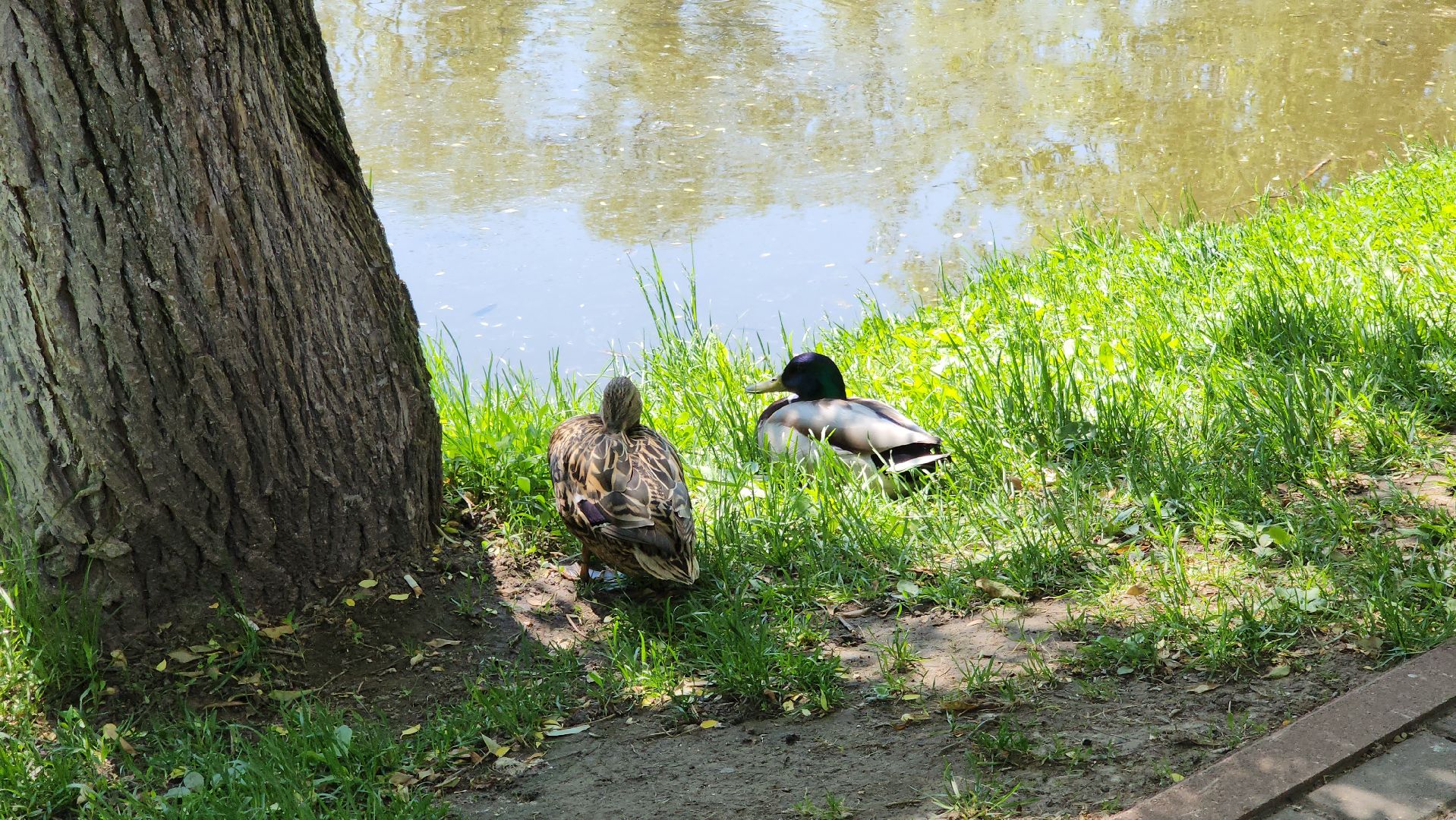 красногорск, пруд, утки,экология,