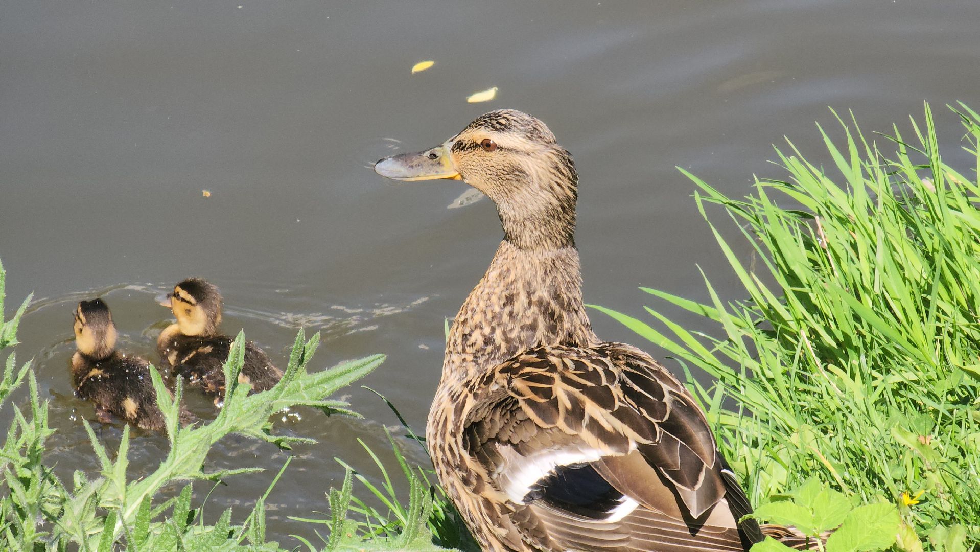 красногорск, пруд, утки,экология,