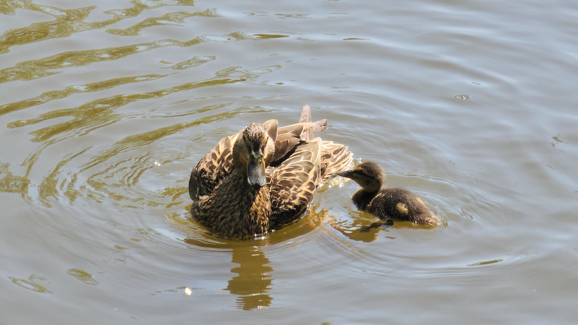 красногорск, пруд, утки,экология,