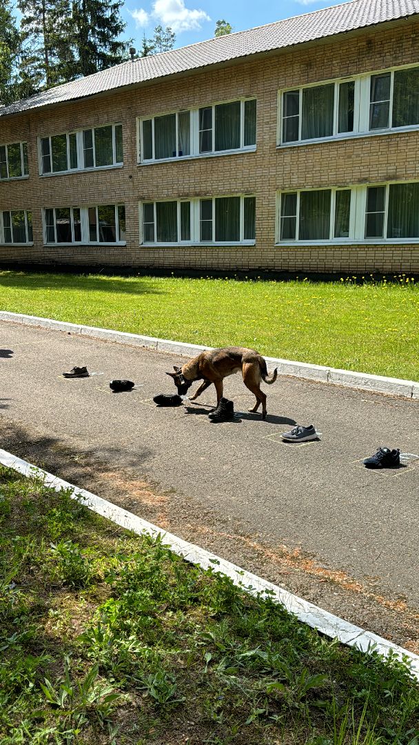 Одинцово, уфсин мо, Кинологи, Чемпионат кинологов,