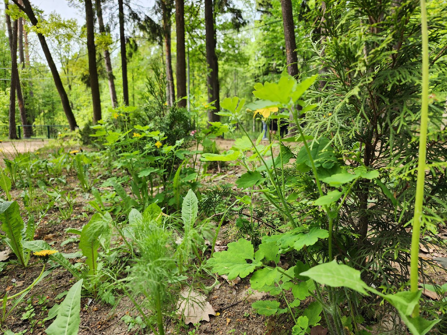 экологическая акция, посадка деревьев, парк Волхонка, Ногинск, Богородский городской округ,