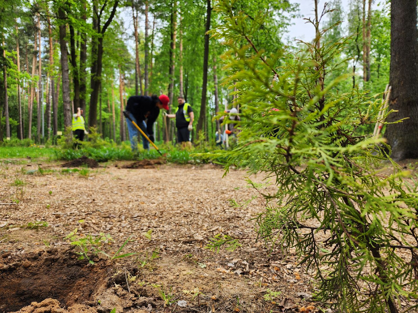 экологическая акция, посадка деревьев, парк Волхонка, Ногинск, Богородский городской округ,