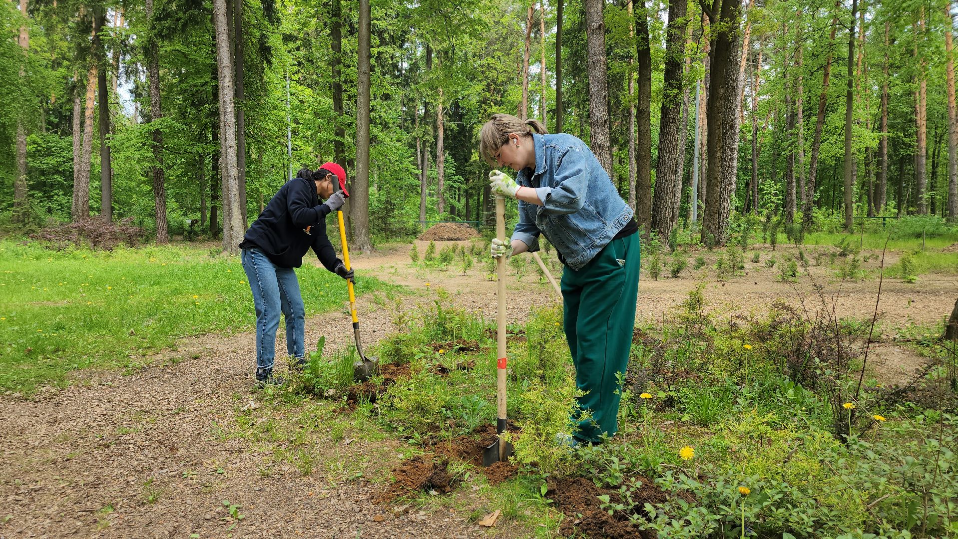 экологическая акция, посадка деревьев, парк Волхонка, Ногинск, Богородский городской округ,