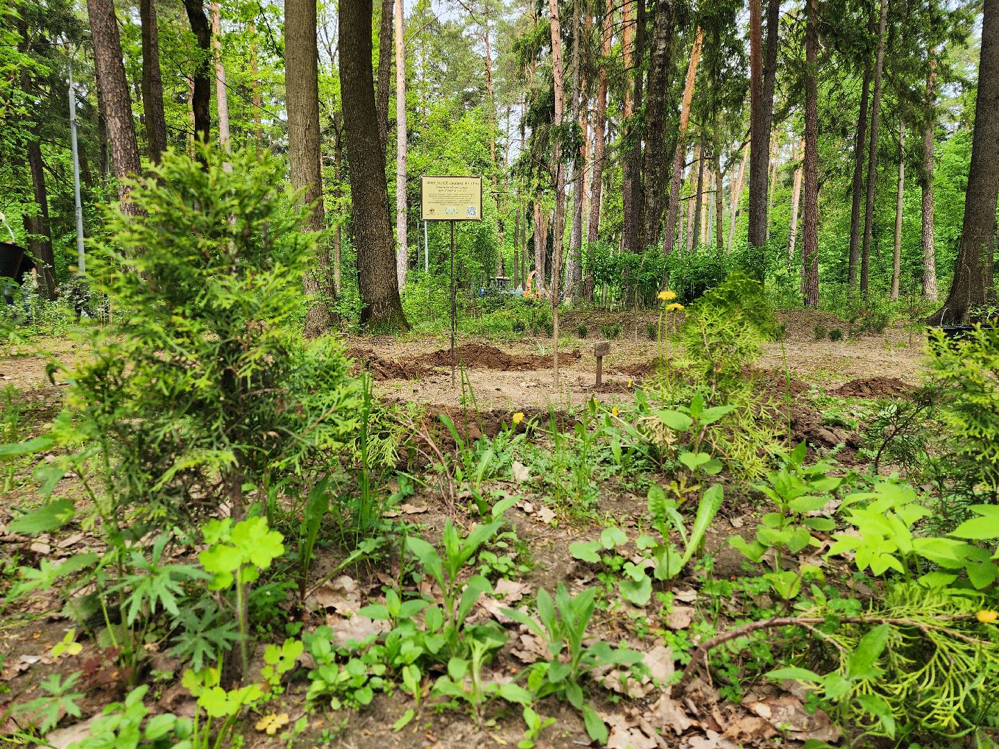 экологическая акция, посадка деревьев, парк Волхонка, Ногинск, Богородский городской округ,