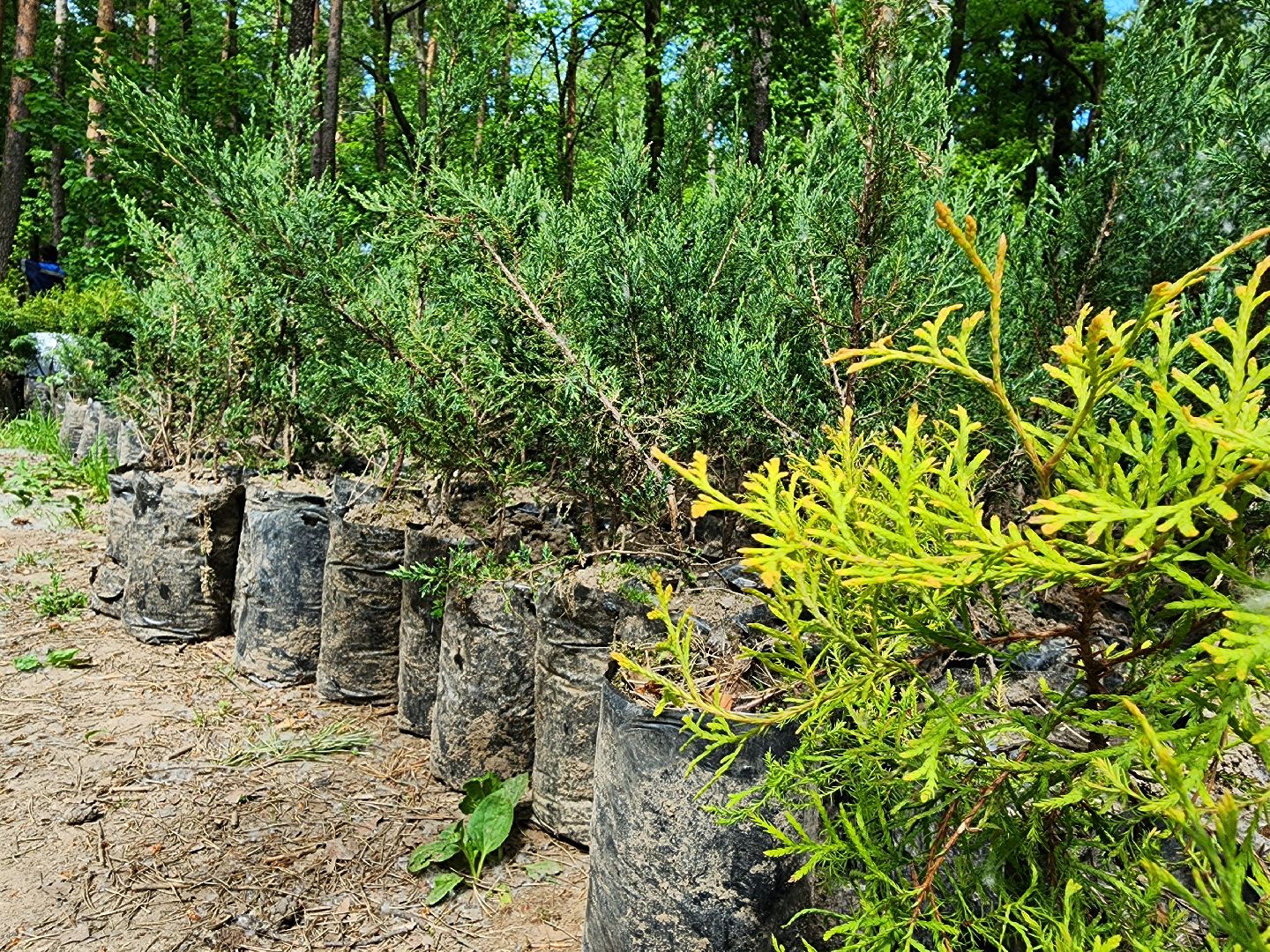 экологическая акция, посадка деревьев, парк Волхонка, Ногинск, Богородский городской округ,