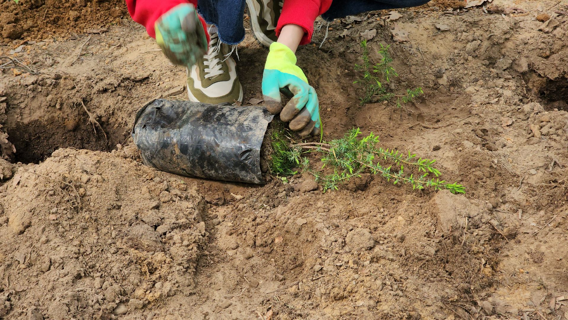 экологическая акция, посадка деревьев, парк Волхонка, Ногинск, Богородский городской округ,