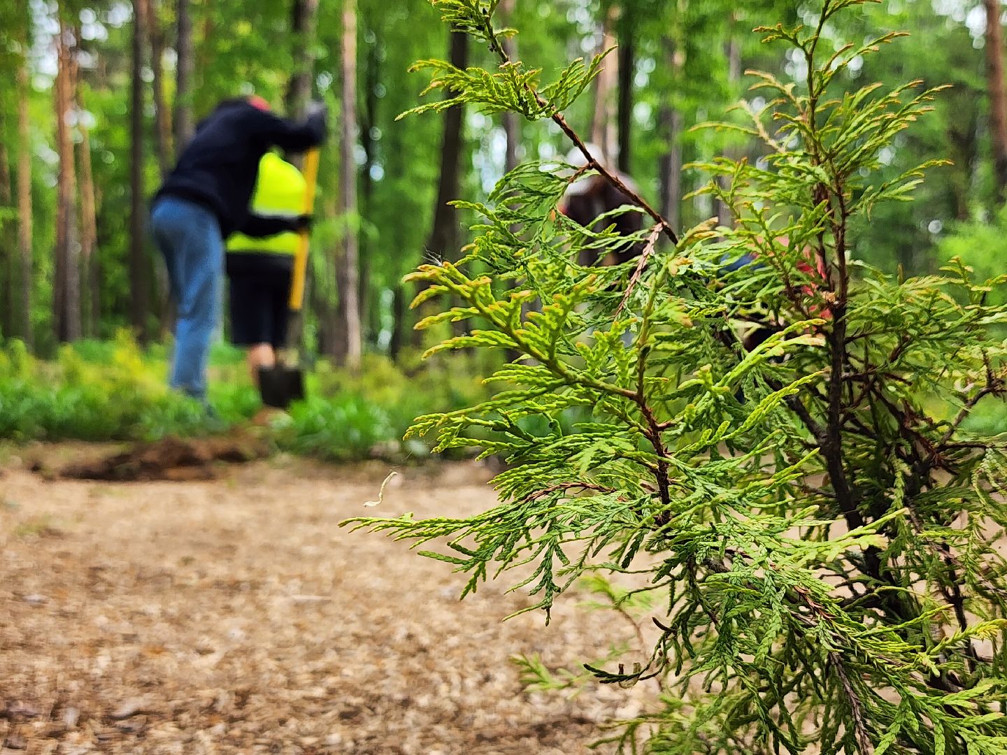 экологическая акция, посадка деревьев, парк Волхонка, Ногинск, Богородский городской округ,