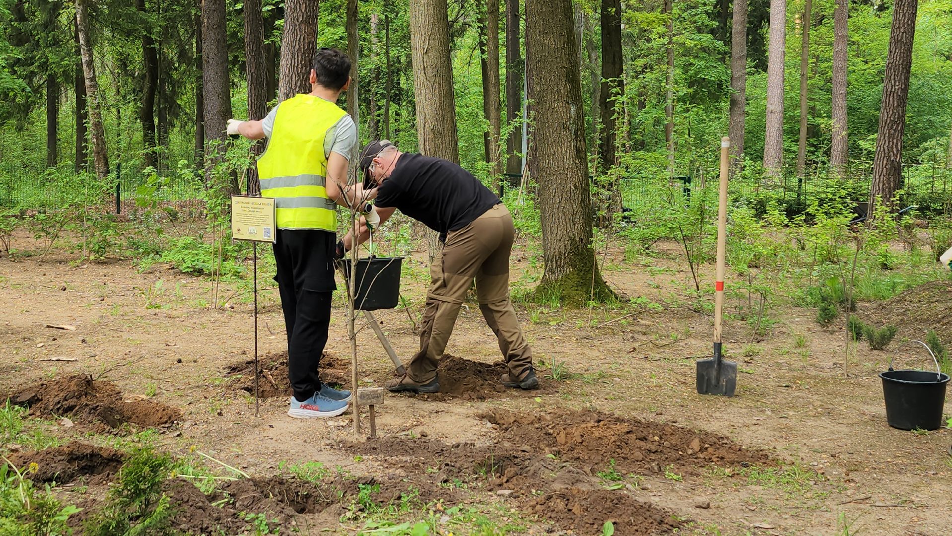 экологическая акция, посадка деревьев, парк Волхонка, Ногинск, Богородский городской округ,