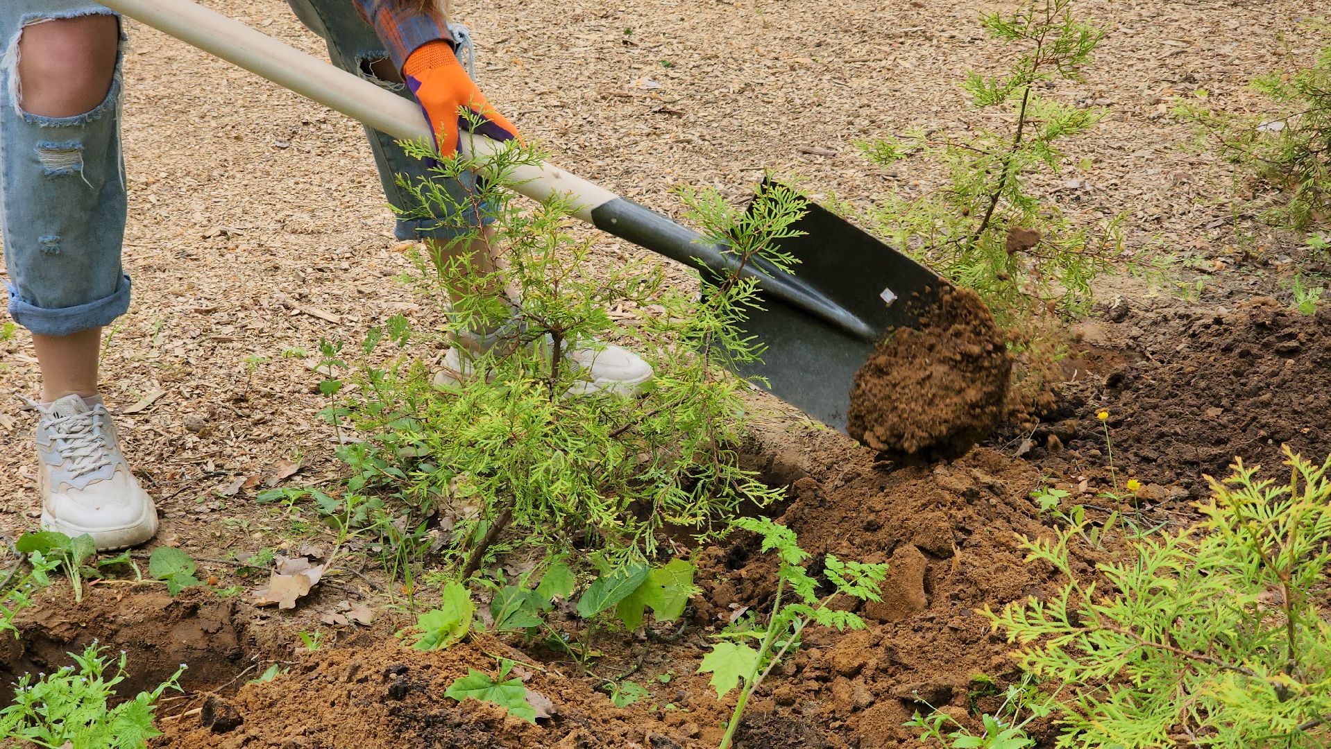 экологическая акция, посадка деревьев, парк Волхонка, Ногинск, Богородский городской округ,