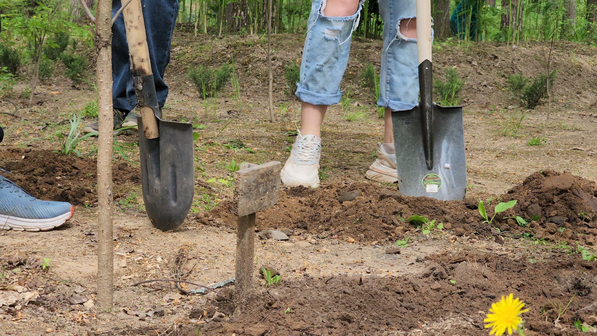 экологическая акция, посадка деревьев, парк Волхонка, Ногинск, Богородский городской округ,
