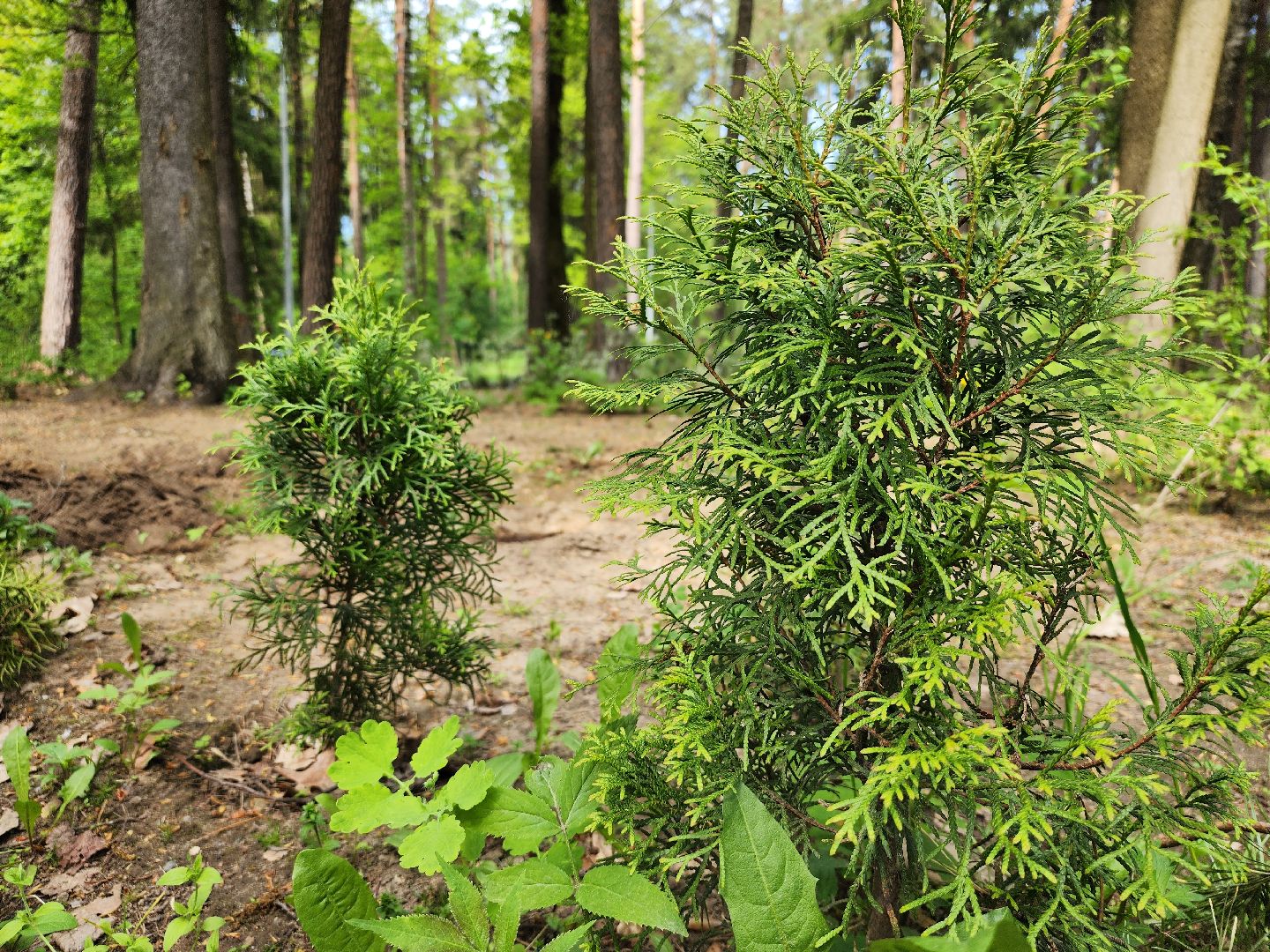 экологическая акция, посадка деревьев, парк Волхонка, Ногинск, Богородский городской округ,