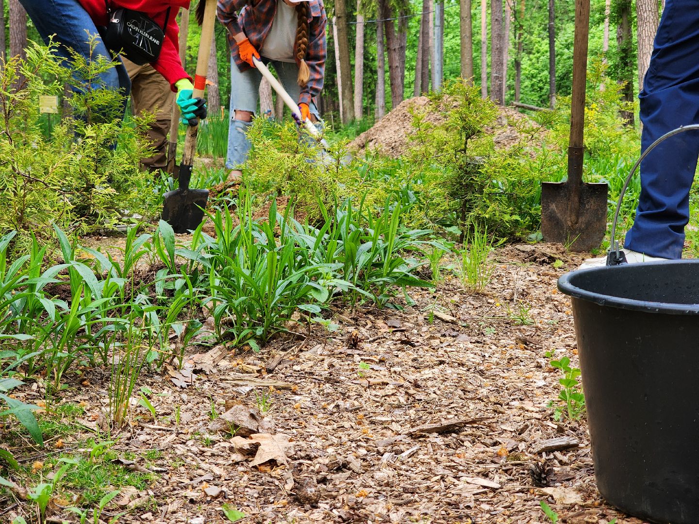 экологическая акция, посадка деревьев, парк Волхонка, Ногинск, Богородский городской округ,