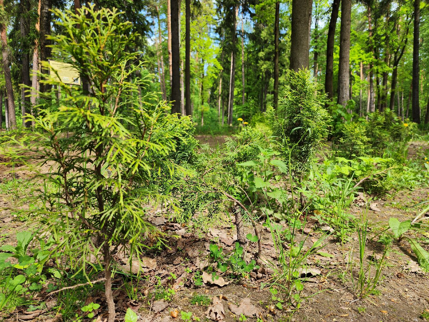 экологическая акция, посадка деревьев, парк Волхонка, Ногинск, Богородский городской округ,