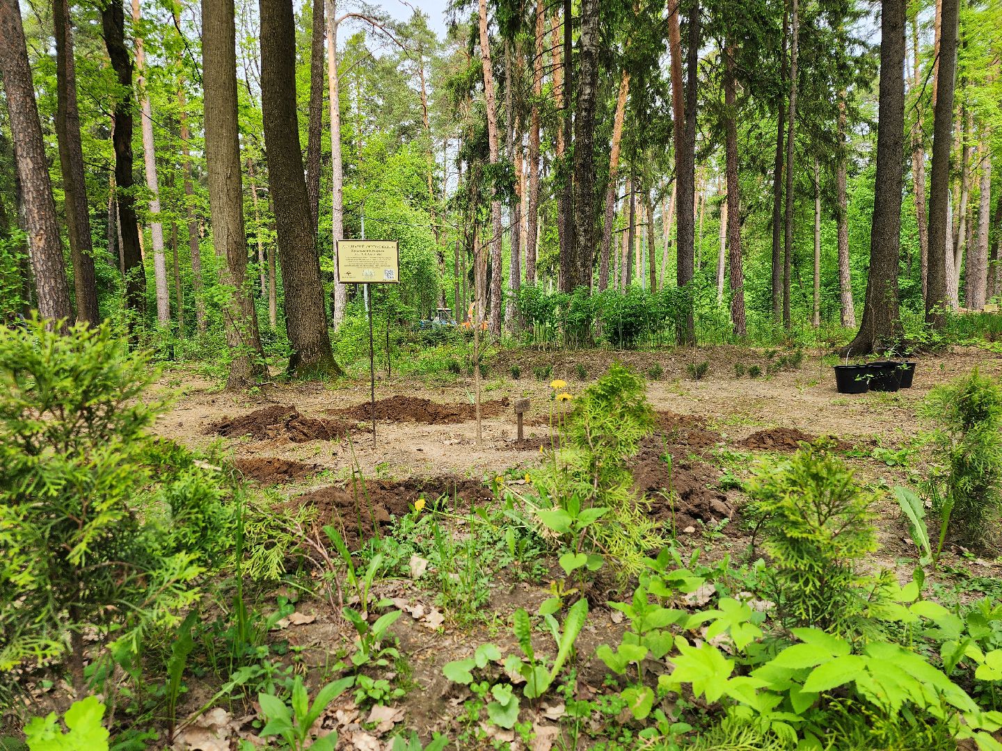 экологическая акция, посадка деревьев, парк Волхонка, Ногинск, Богородский городской округ,