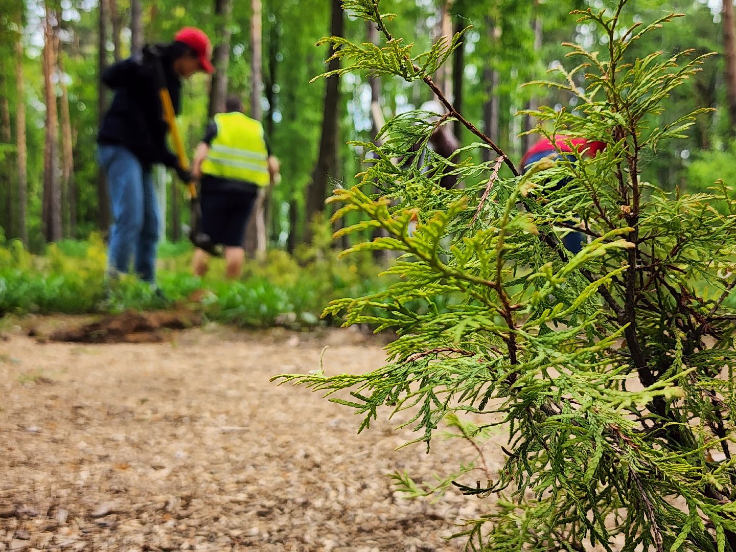 экологическая акция, посадка деревьев, парк Волхонка, Ногинск, Богородский городской округ,