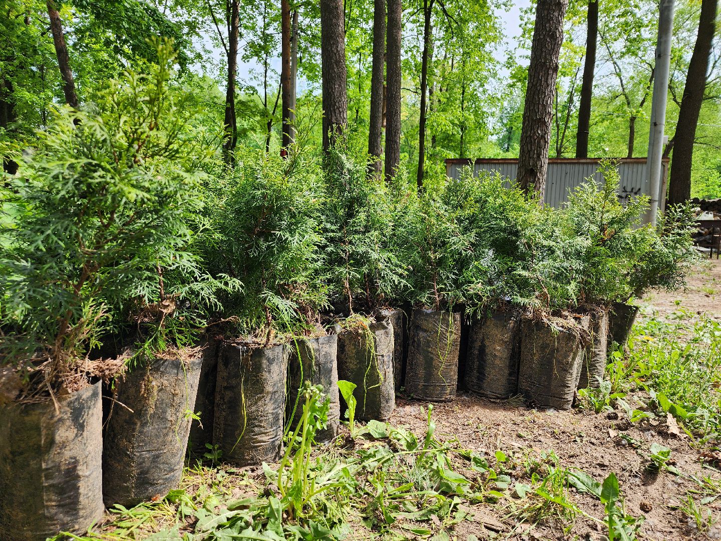 экологическая акция, посадка деревьев, парк Волхонка, Ногинск, Богородский городской округ,