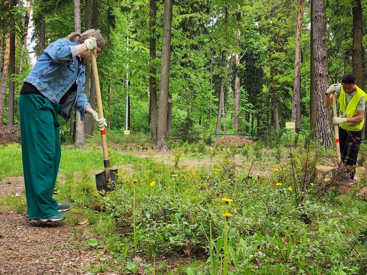 экологическая акция, посадка деревьев, парк Волхонка, Ногинск, Богородский городской округ,