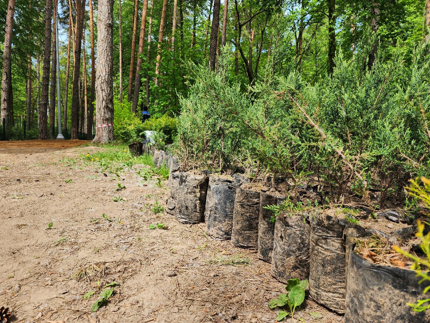 экологическая акция, посадка деревьев, парк Волхонка, Ногинск, Богородский городской округ,